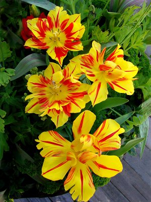 Yellow and Orange Parrot Tulips