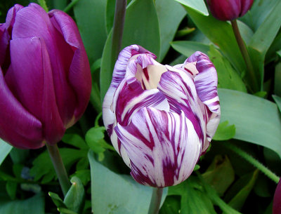 Closer View