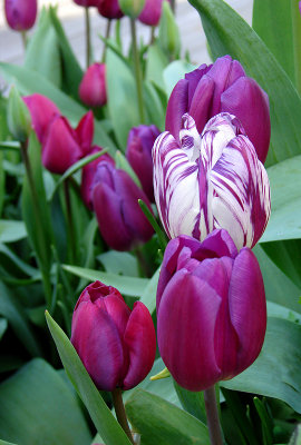 Purple and White Tulips