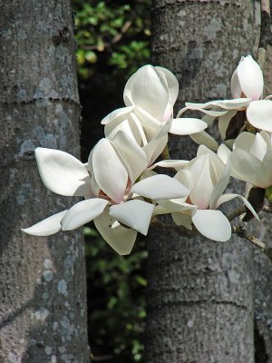 White Magnolia Two