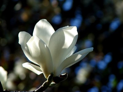 White Magnolia Three
