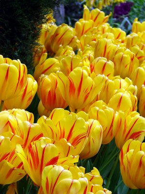 River of Yellow and Red Tulips