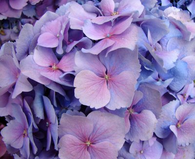 Hydrangea