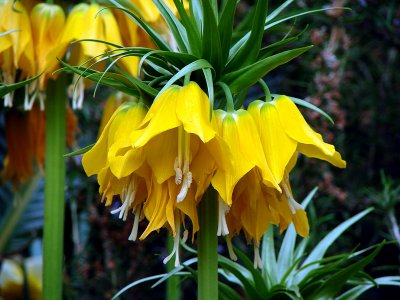 Fritillaria