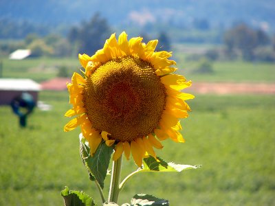 Sunflower in the Vineyard