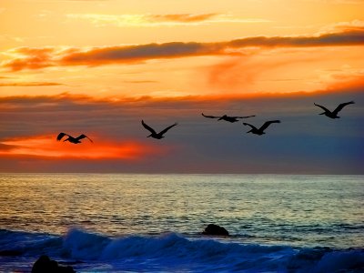 Brilliant Sunset Pelicans
