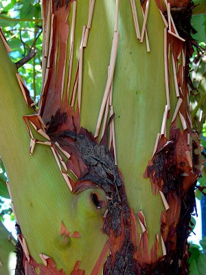 Bark of a Madrone Tree