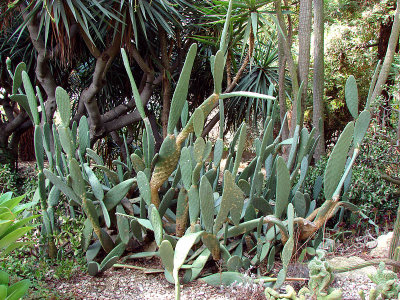 Thornless Cactus