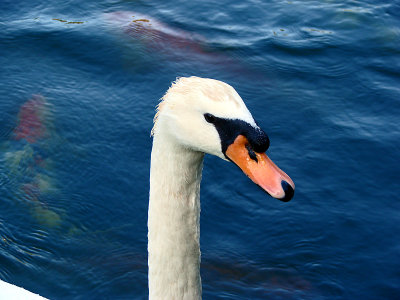 Posing Swan