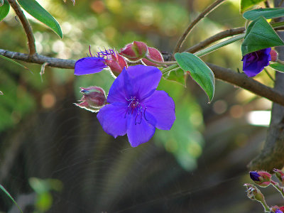 Purple Flower & Spider Web