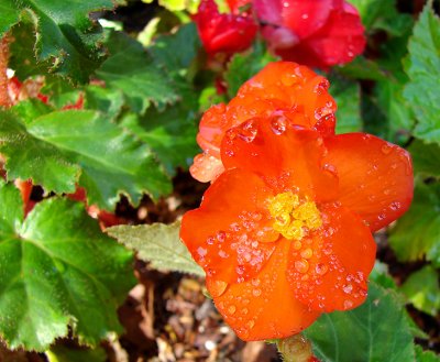 Orange Begonia
