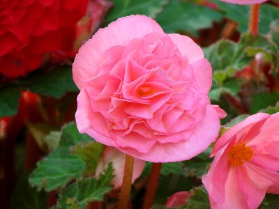 Pink Tuberous Begonia