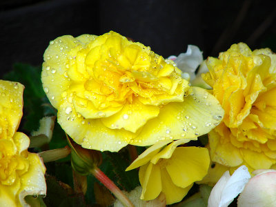 Yellow Tuberous Begonia