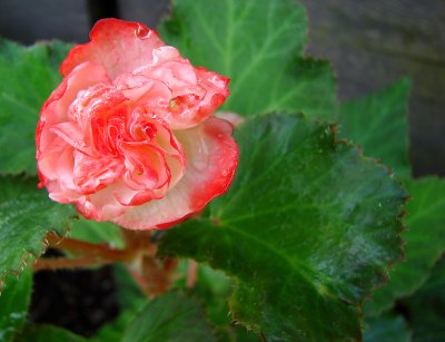 Bicolored Tuberous Begonia