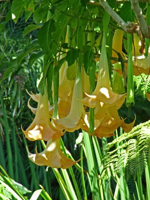 Angel's Trumpet's