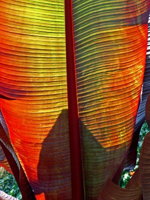 Fascinating leaf