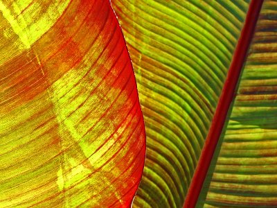 Captivating Colors