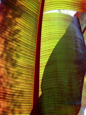 Shadow Play
