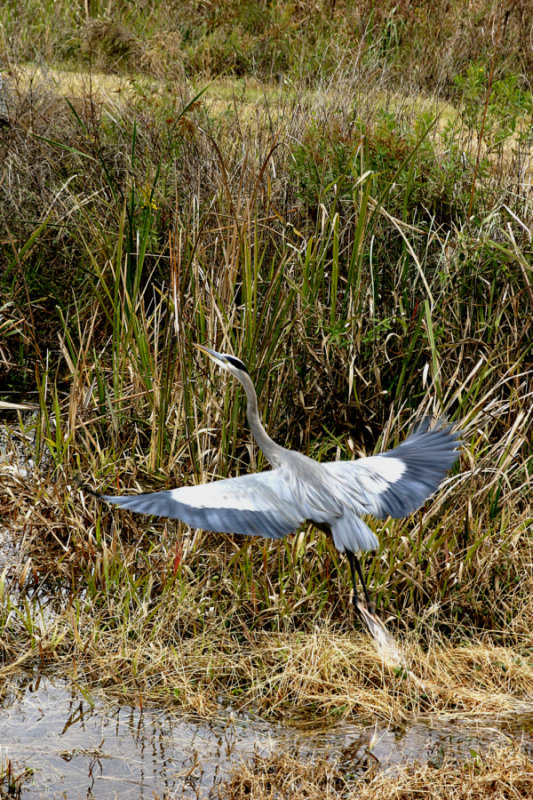 Great Blue Yonder