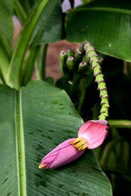 Bannana Flower