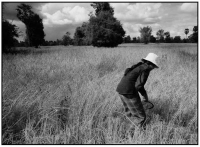 Rice harvest ~  Siem Reab