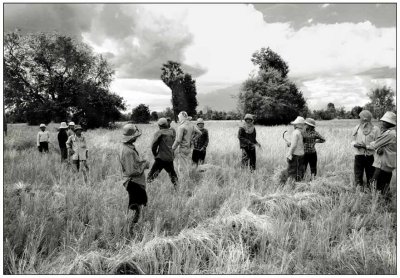 Rice harvest ~  Siem  Reab