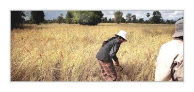 Rice harvest ~  Siem Reap