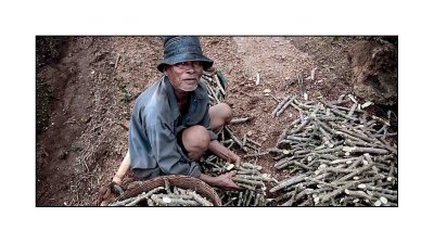 Tapioca Farmer ~  Kanchanaburi