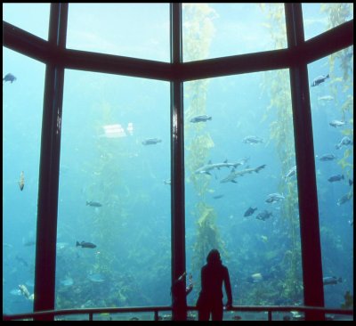 Monterey Bay Aquarium