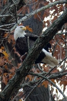 Eagle at Conowingo Dam, Maryland