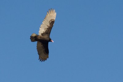 OK, it's not an Eagle, it's a Turkey Vulture