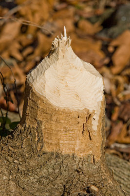 Beaver's was here!