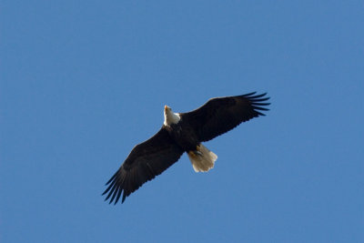 Bald Eagle