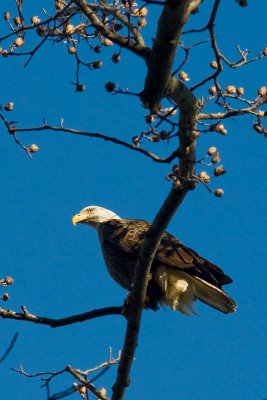 Bald Eagle