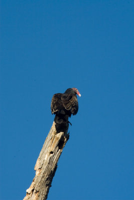 Another Turkey Vulture