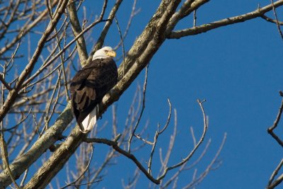 Bald Eagle
