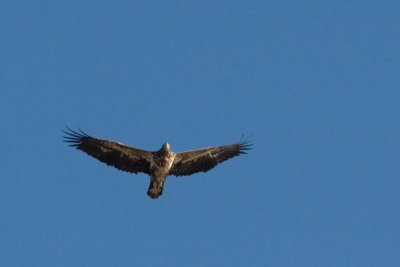 Juvenile Bald Eagle