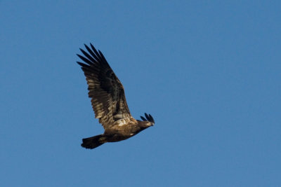 Juvenile Bald Eagle