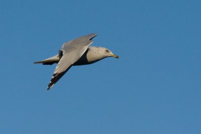 Sea Gull