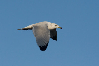 Sea Gull