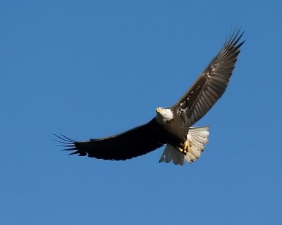 Bald Eagle