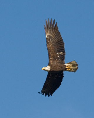 Conowingo-20061216-6499.jpg