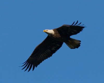 Conowingo-20061216-6553.jpg