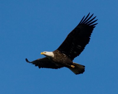 Conowingo-20061216-6554.jpg