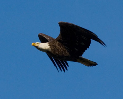 Conowingo-20061216-6555.jpg