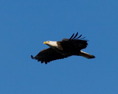 Conowingo-20061216-6556.jpg