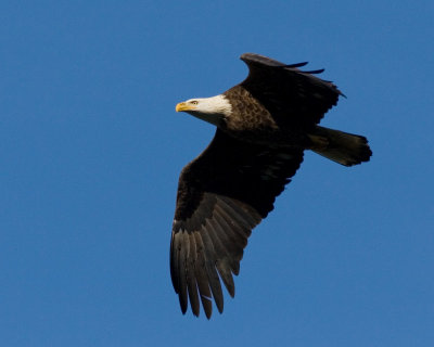 Conowingo-20061216-6557.jpg