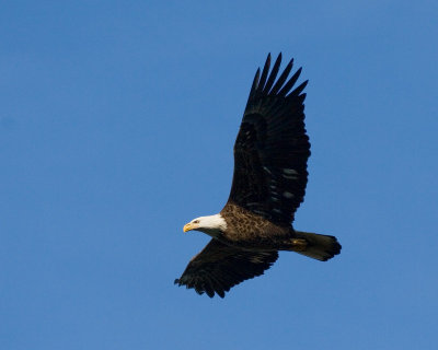 Conowingo-20061216-6558.jpg