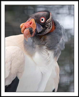 King Vulture