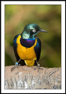 Colorful Bird